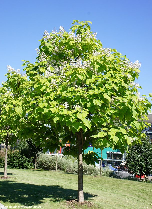 Katalpa obecná (Catalpa bignonioides)​