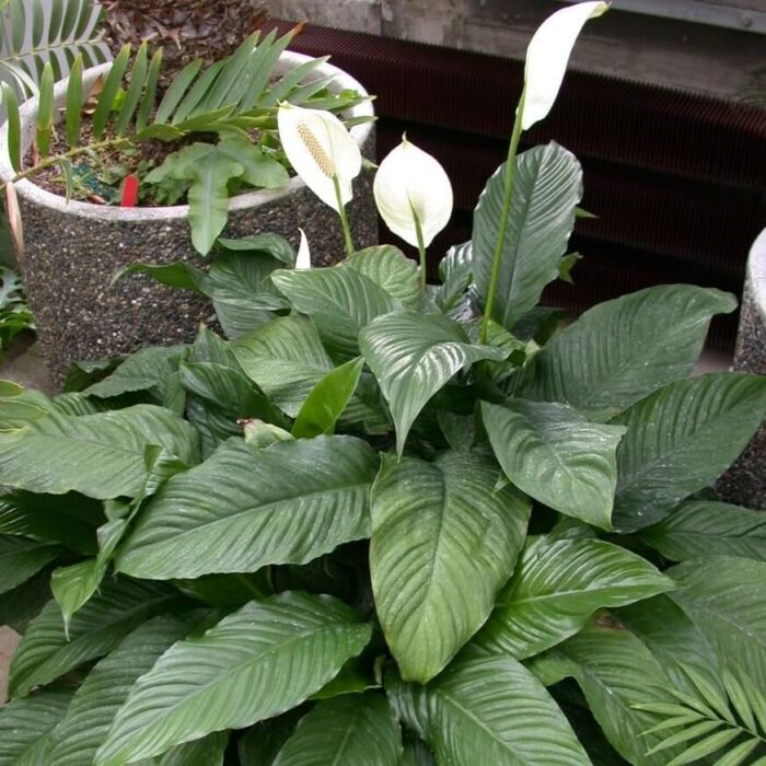 Toulcovka 2 Hybrid lopatkovce Spathiphyllum 'Mauna Loa' s masitým bílým květem