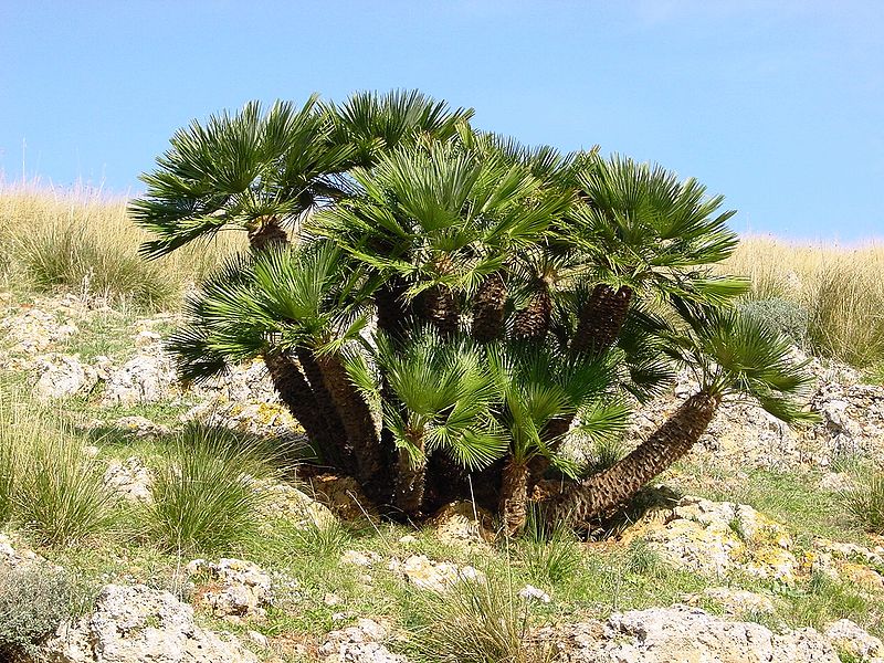 Žumara nízká (Chamaerops humilis)​ se na léto umisťuje venku.