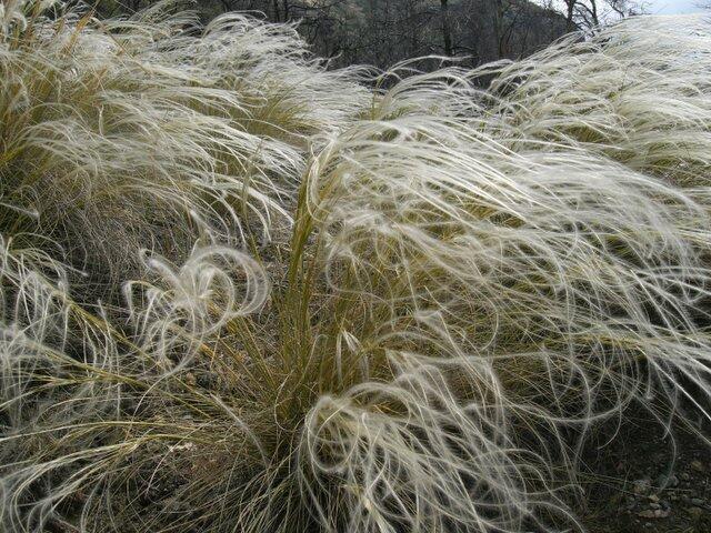 Kavyl Ivanův(Stipa pennata)​