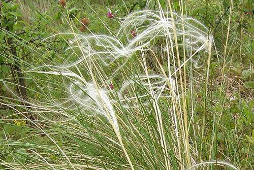 Kavyl sličný (Stipa pulcherrima)​