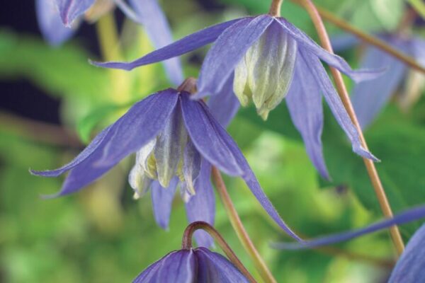 Plamének 1 Plamének alpský (Clematis alpina)