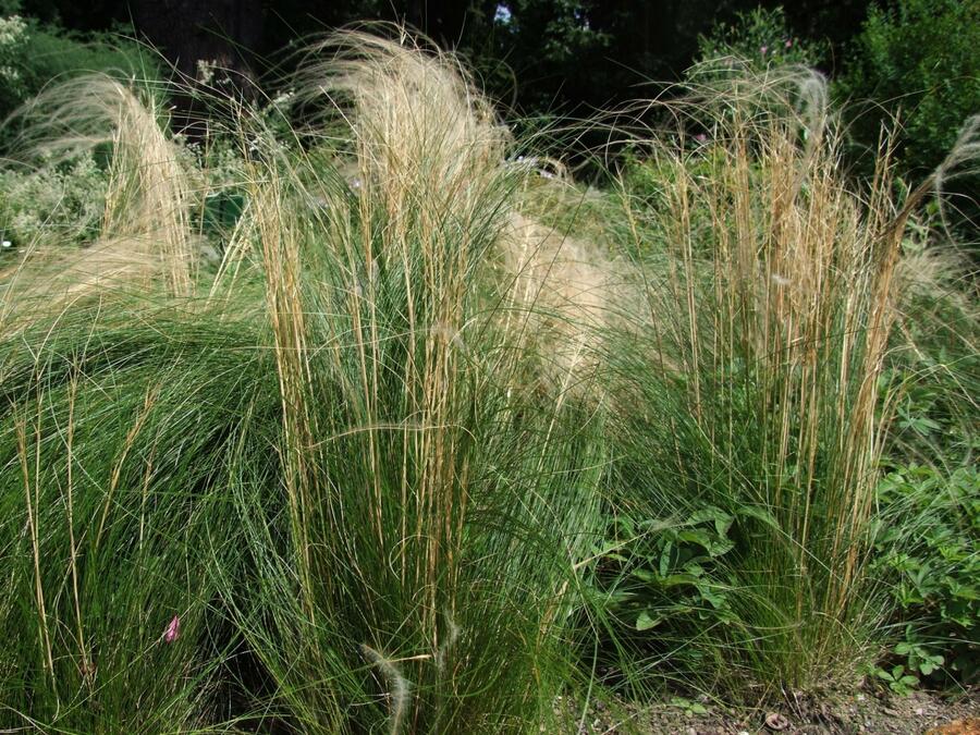 Kavyl vláskovitý (Stipa capillata)​