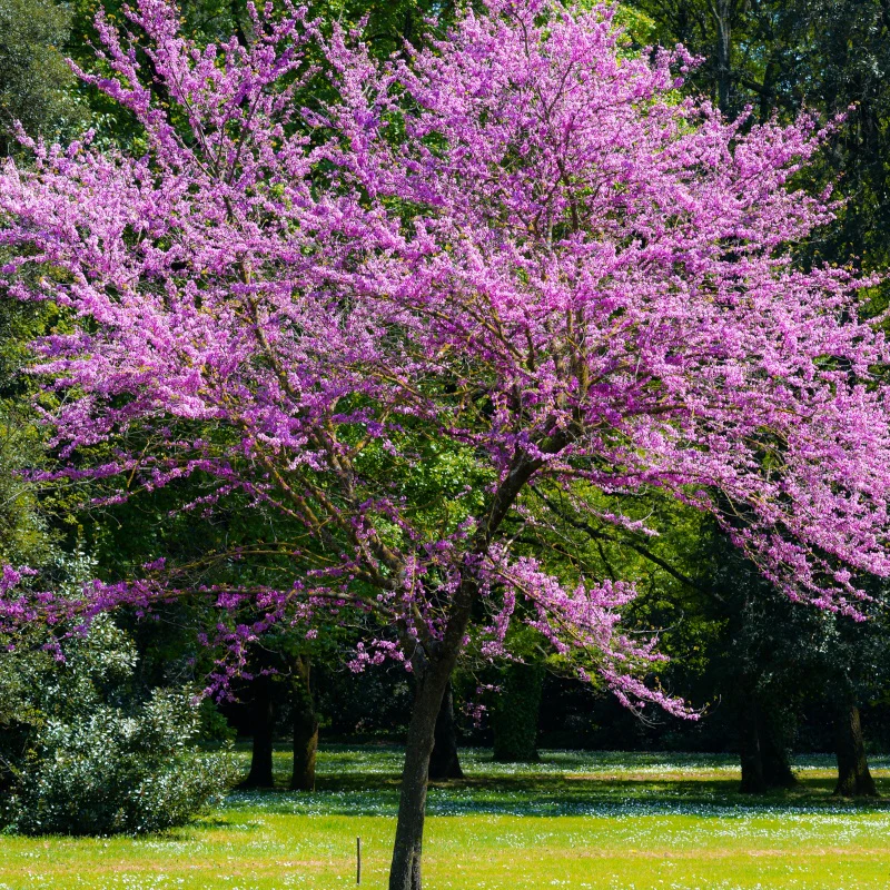 Zmarlika Jidášova (Cercis siliquastrum)​