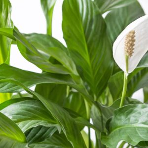 Toulcovka Wallisova (Spathiphyllum wallisii)