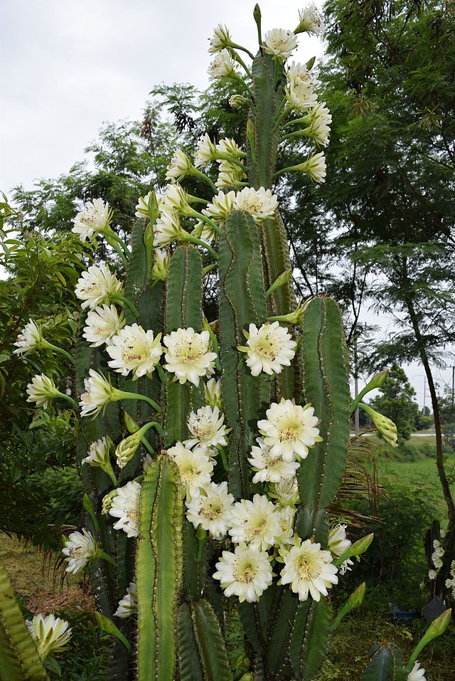 Cereus jamacaru