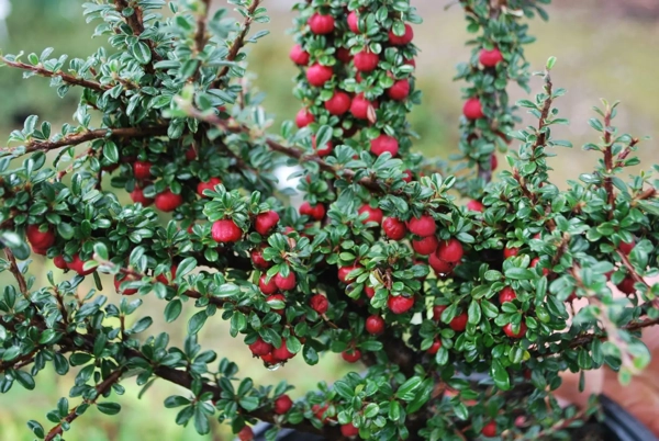 Cotoneaster microphyllus, skalník drobnolistý​