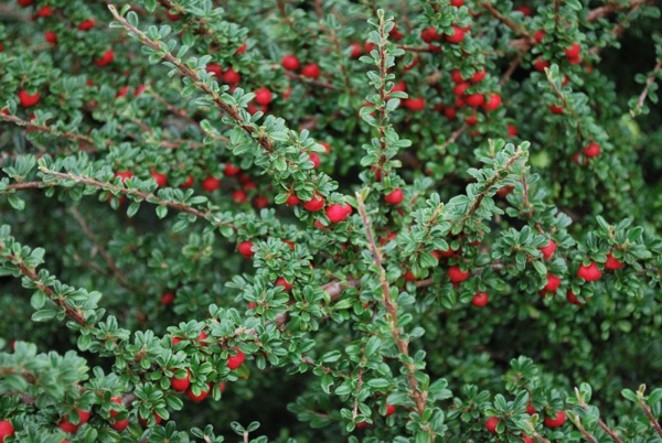 Cotoneaster conspicuus (skalník úhelný)​