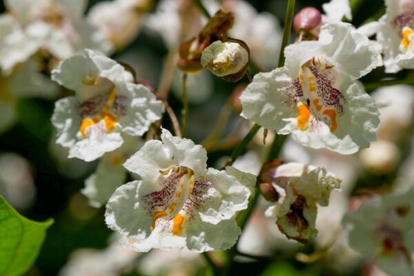 Biele kvety katalpy nádhernej (Catalpa speciosa) na slnečnom stanovišti