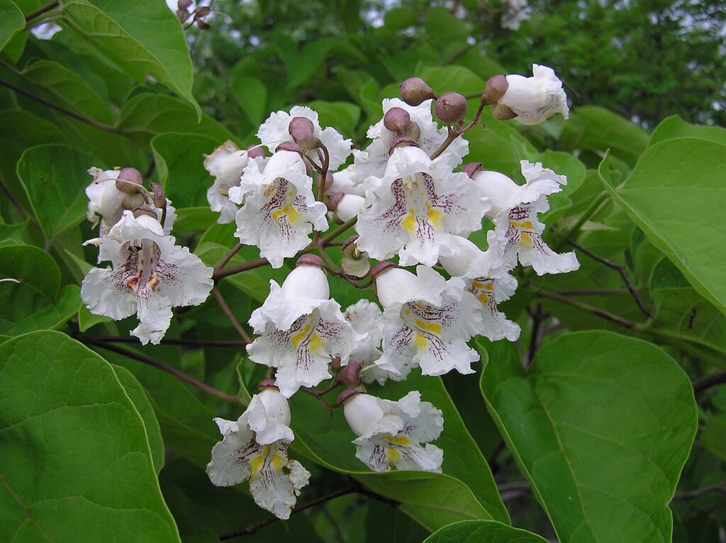 Katalpa obecná (Catalpa bignonioides)​