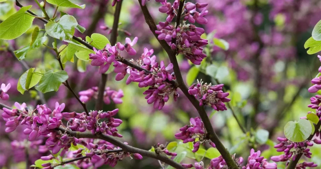 Zmarlika Jidášova (Cercis siliquastrum)​