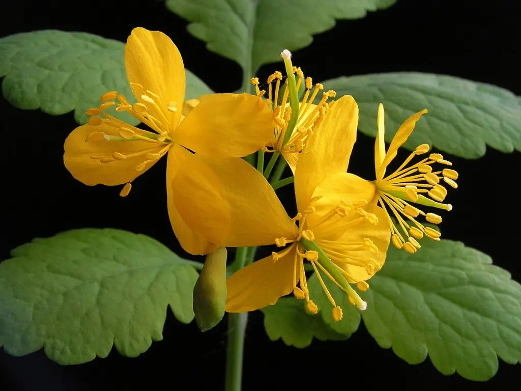 Chelidonium majus (vlaštovičník větší)