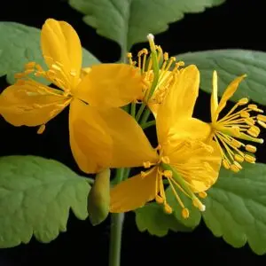 Chelidonium majus (vlaštovičník větší)