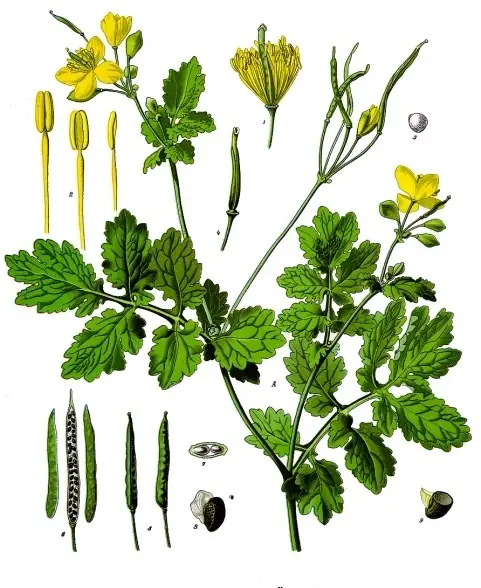 Chelidonium majus (vlaštovičník větší)