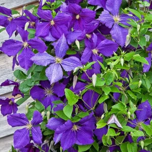 Plamének Jackmanův (Clematis x jackmanii)​