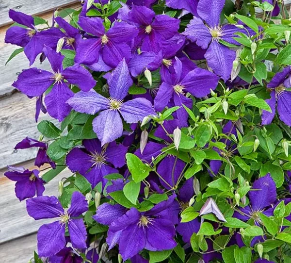 Plamének 4 Plamének Jackmanův (Clematis x jackmanii)