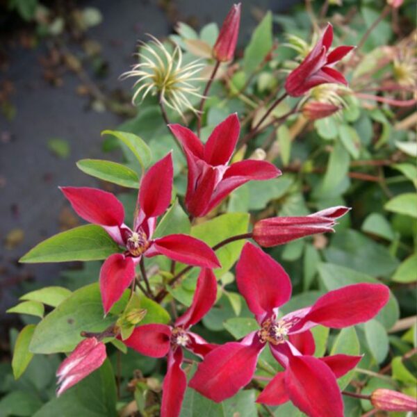 Plamének 11 Plamének texaský (Clematis texensis)