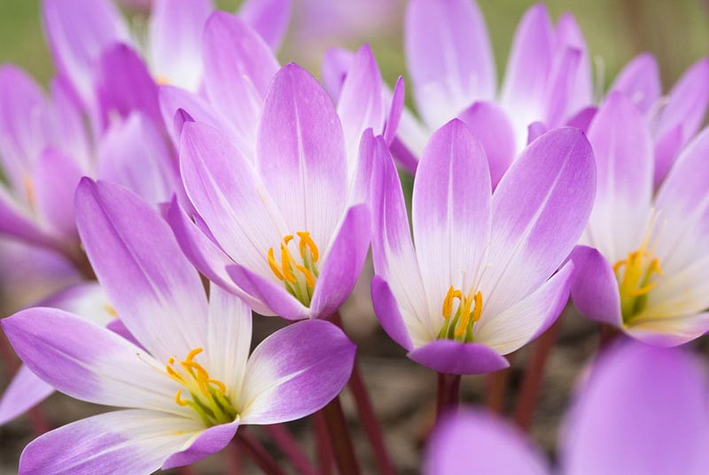 Colchicum speciosum​