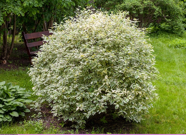 Svída bílá (Cornus alba)​