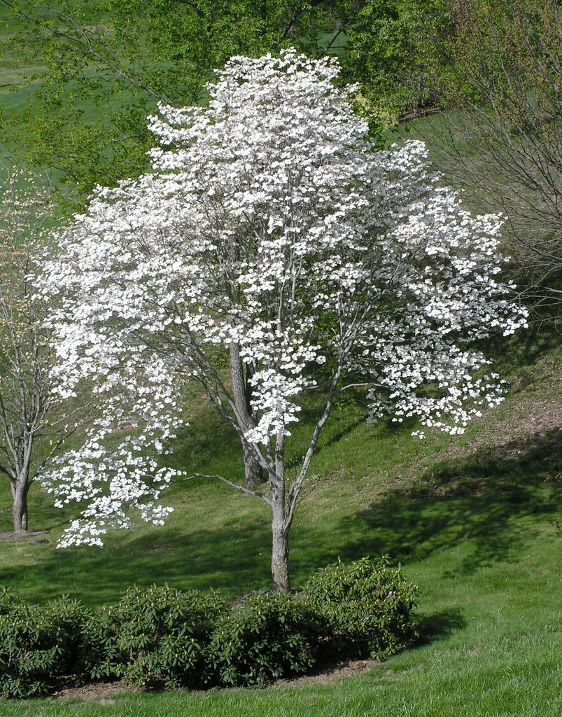 Dřín květnatý (Cornus florida)​