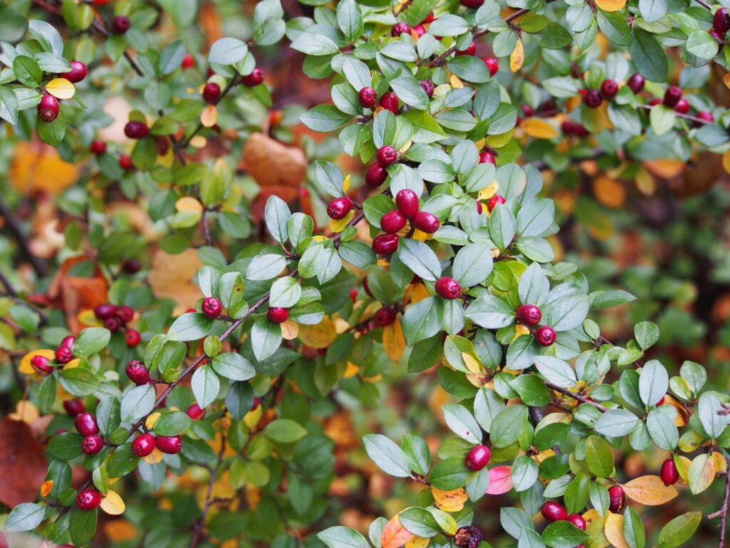 Cotoneaster divaricatus, skalník rozkladitý​