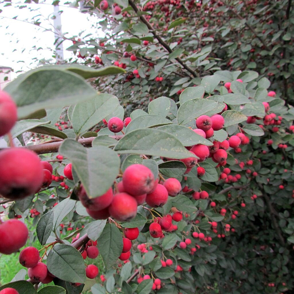 Cotoneaster multiflorus, skalnik mnohokvětý​