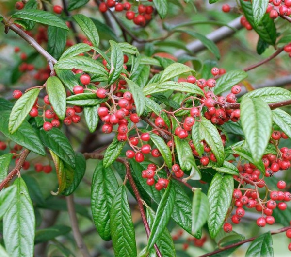 Cotoneaster salicifolius var. floccosus​