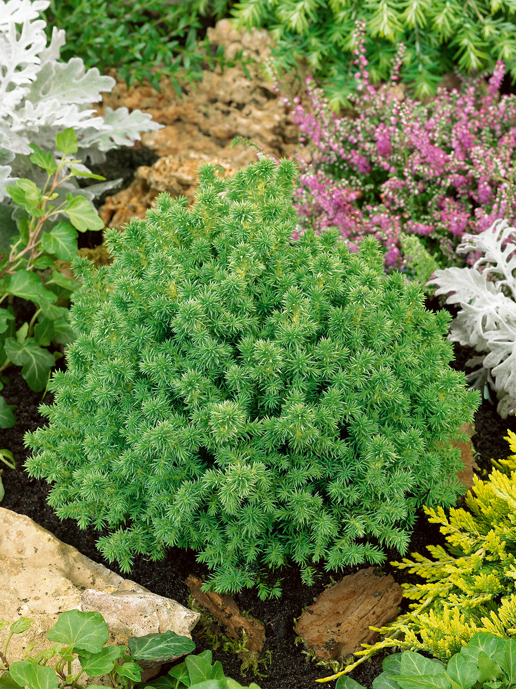 Cryptomeria Vilmoriniana​