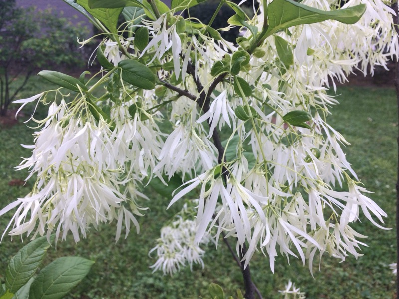 Chionanthus virginicus