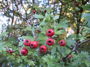 Morfologie dřevin: růstové formy, větvení a nomenklatura 11 Hloh jednosemenný (Crataegus monogyna)