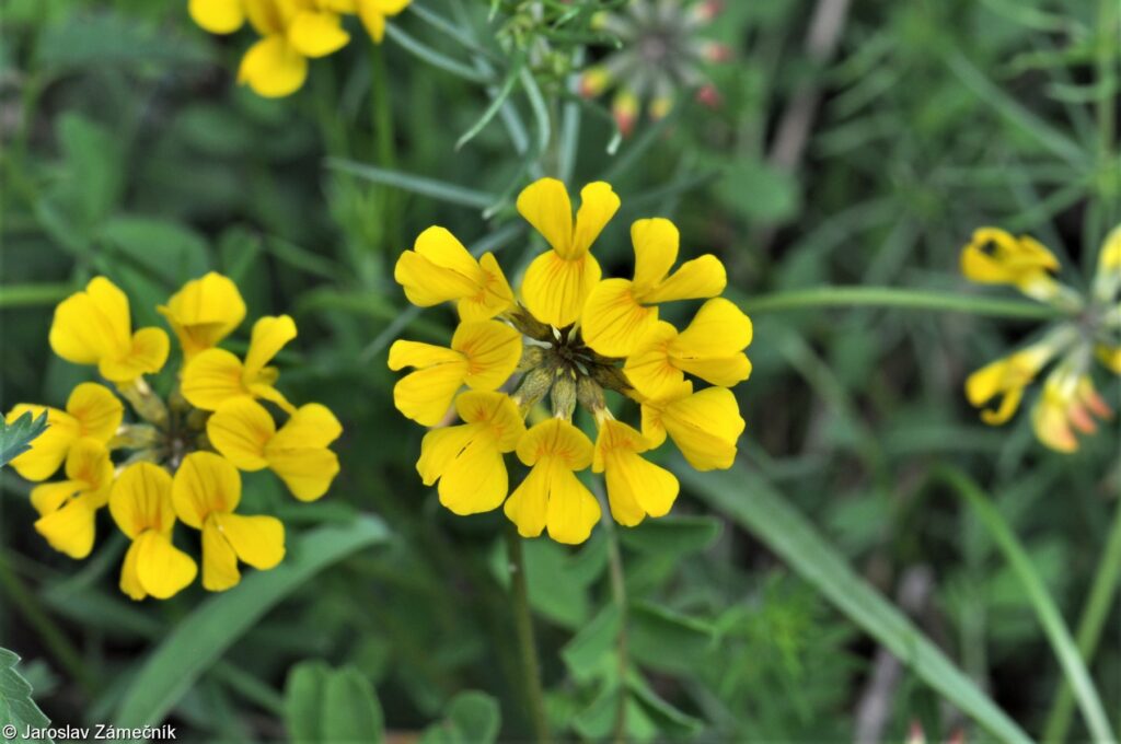 Podkovka chocholatá (Hippocrepis comosa)​