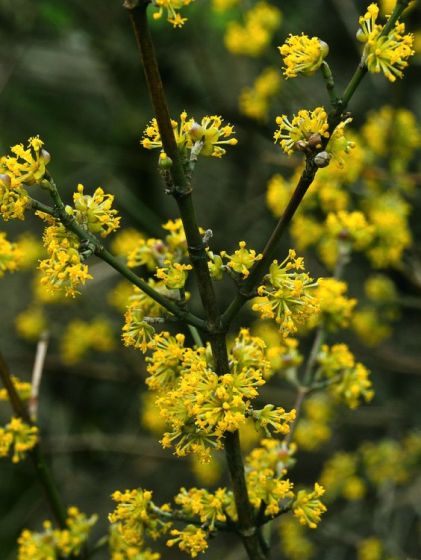 Dřín obecný (Cornus mas)​