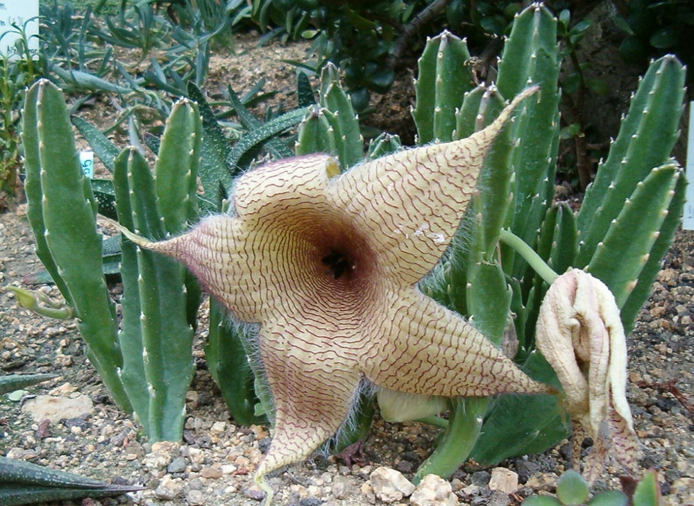 Stapelia gigantea, smrdutika