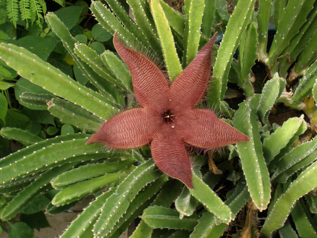 Stapelia flavirostris, smrdutka