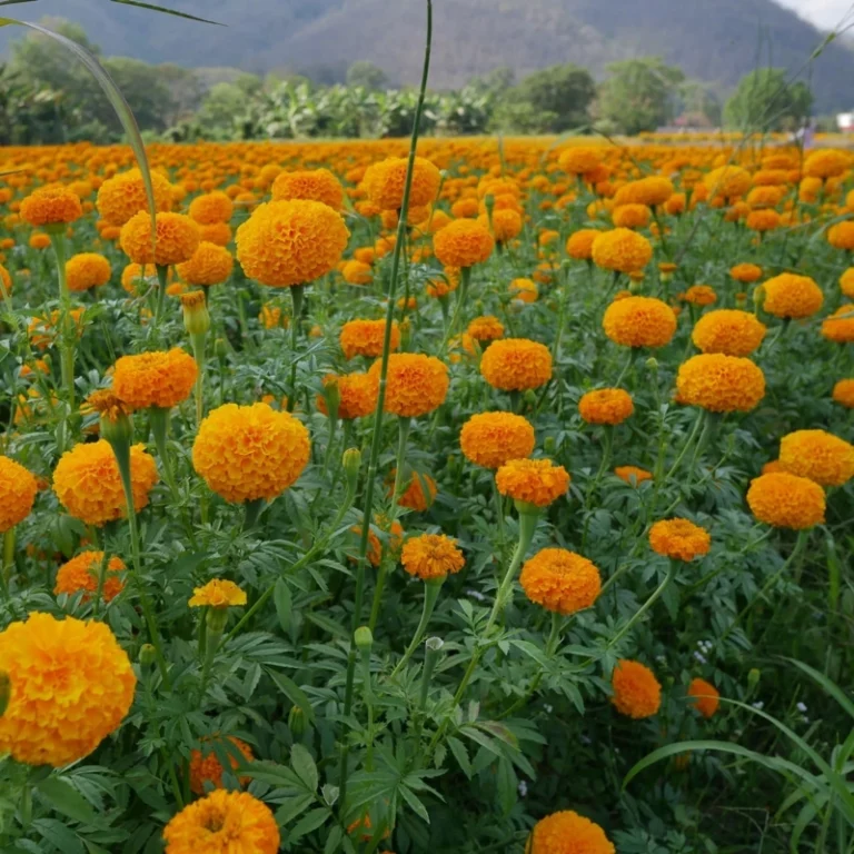 Aksamitník vzpřímený (Tagetes erecta)