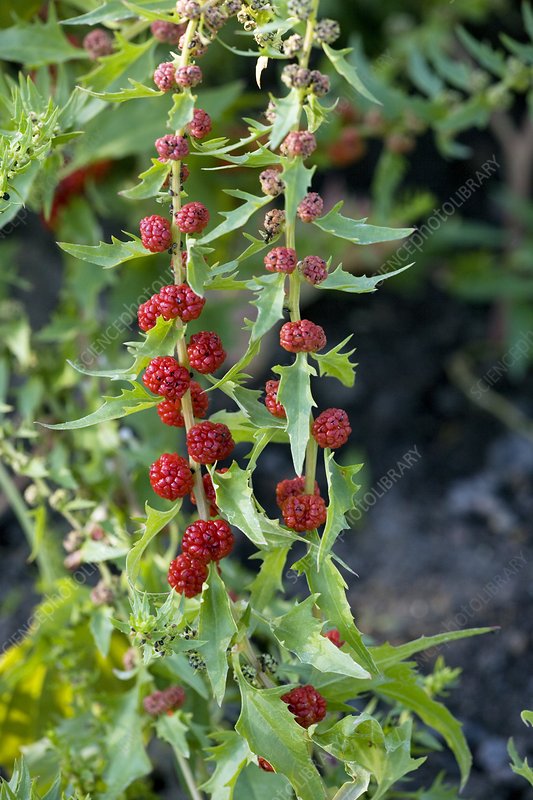 Jahodový špenát (Chenopodium foliosum)​