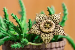 Hnojení pokojových rostlin 72 Stapelia variegata