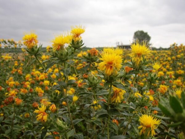 Botanická kresba svetlice farbiarskej — stonka, ostnaté listy a kvetný úbor