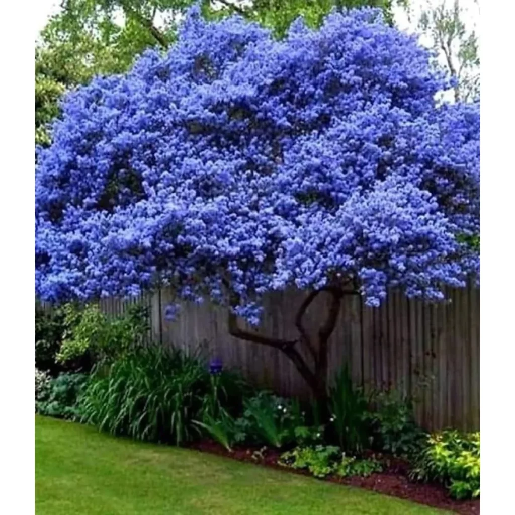 Latnatec stromovitý (Ceanothus arboreus)​