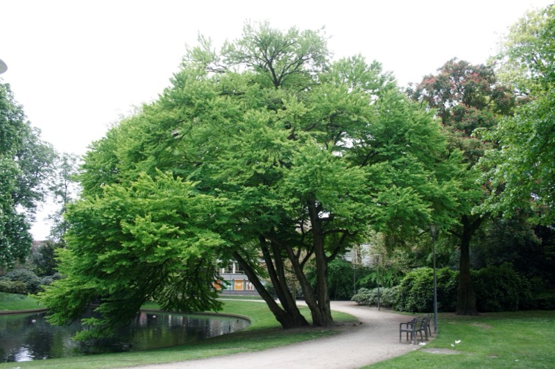 Cercidiphyllum japonicum (zmarličník japonský)​