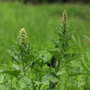 Merlík všedobr (Chenopodium bonus-henricus)​