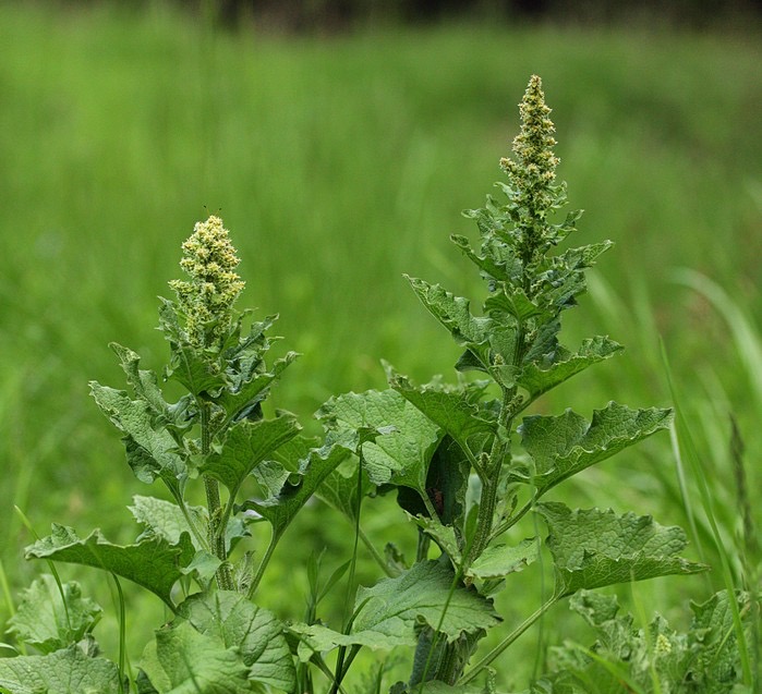 Merlík všedobr (Chenopodium bonus-henricus)​