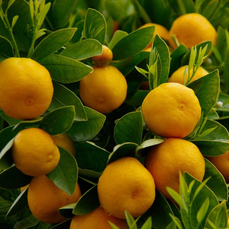 Citrus sinensis