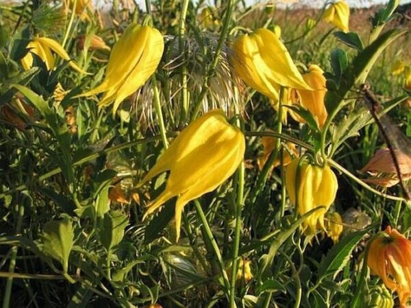 Plamének 10 Plamének tangutský (Clematis tangutica)