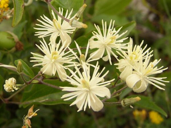 Plamének 12 Plamének plotní (Clematis vitalba)