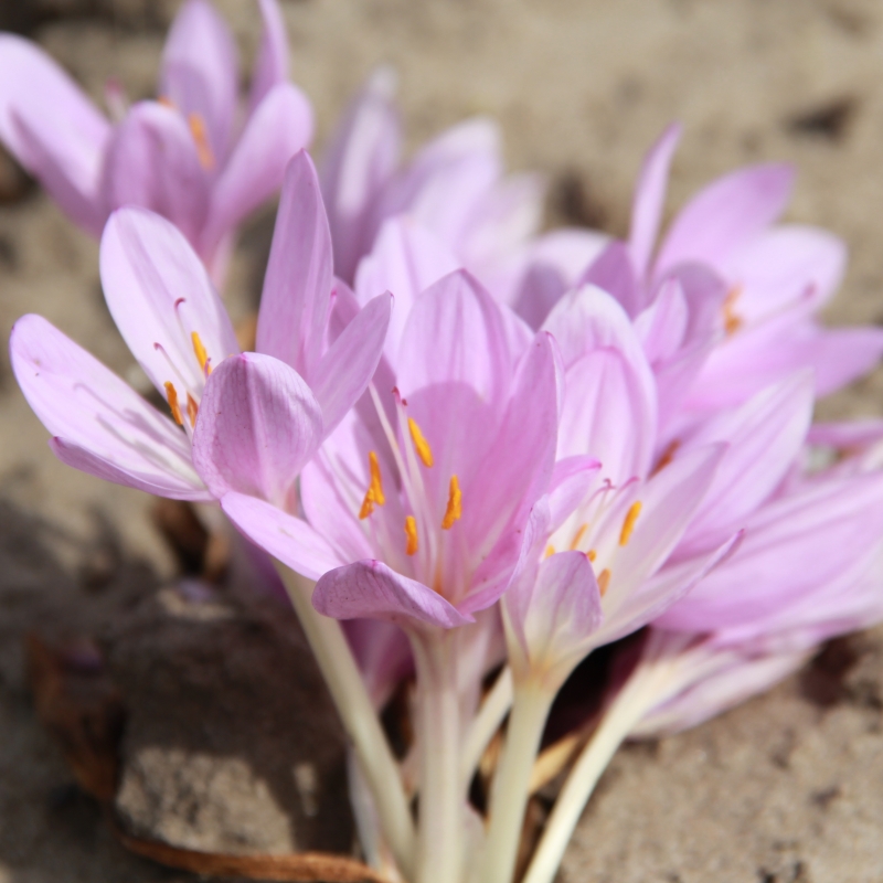 Colchicum byzantinum​