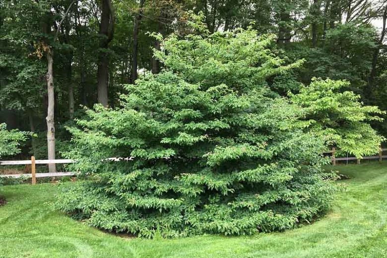 Svída střídavolistá (Cornus alternifolia)​