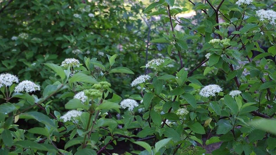 Svída výběžkatá (Cornus stolonifera)​