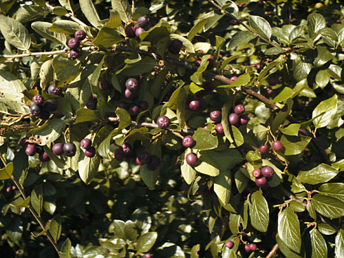 Cotoneaster acutifolius (skalník ostrolistý)​