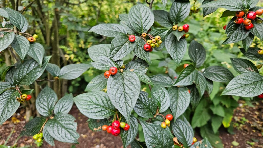 Cotoneaster bullatus (skalník puchýřnatý)​